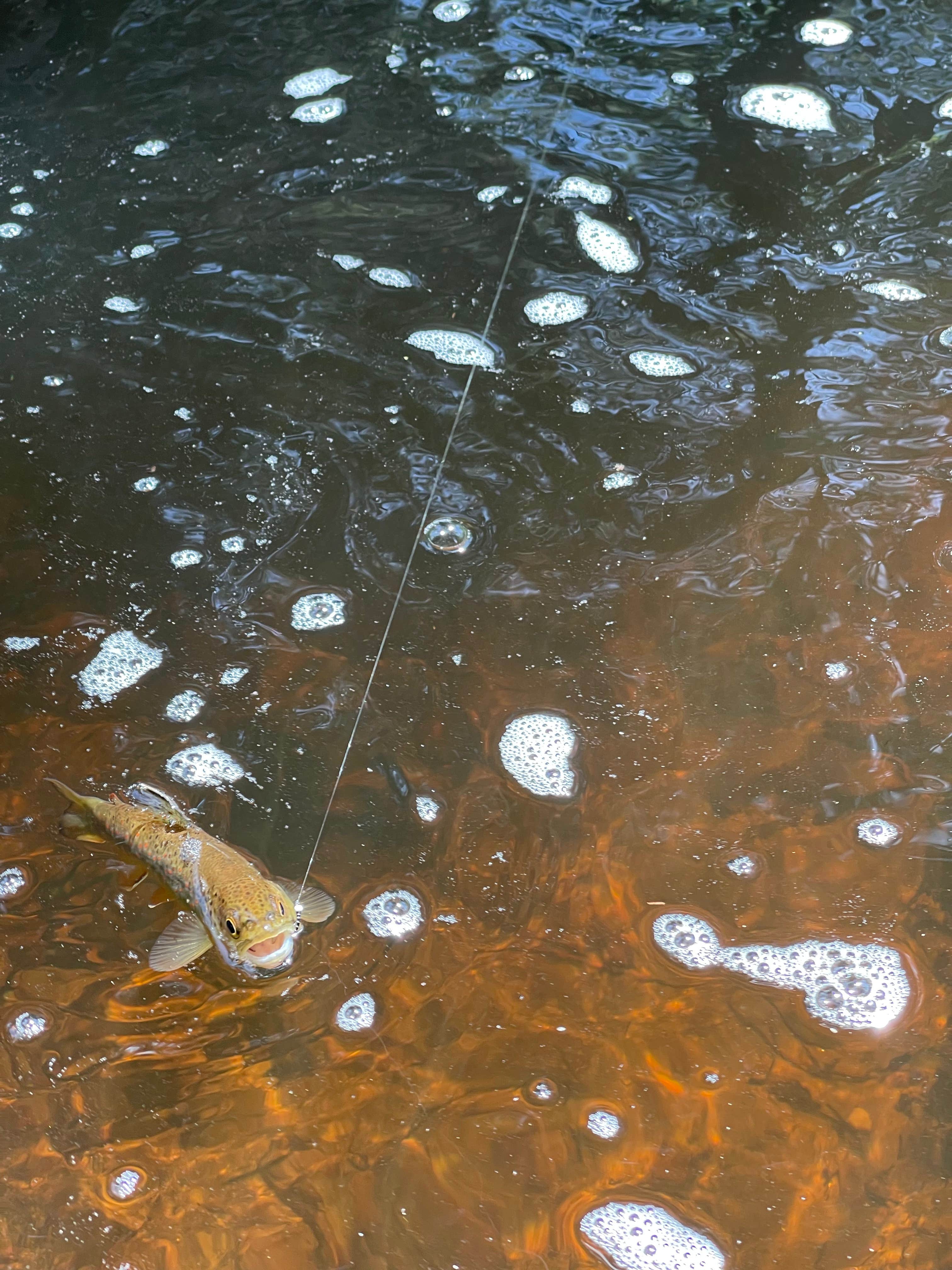 Camper-submitted photo at Horse Meadow Campground near Sequoia National Forest
