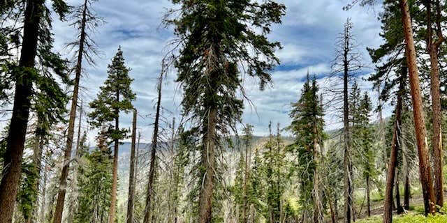 Camper submitted image from Horse Meadow Campground