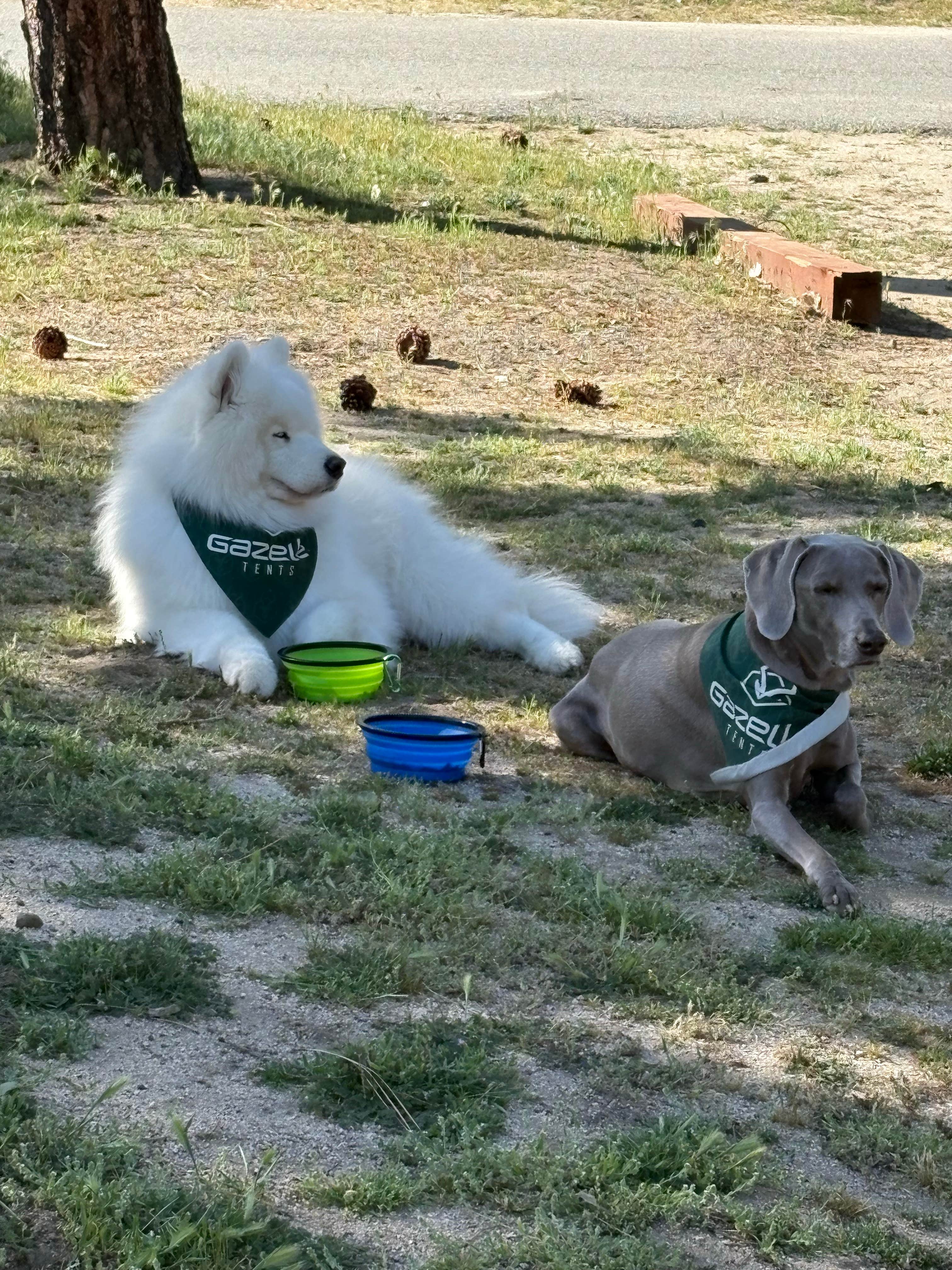 Bryan P.'s photo of camping with pets at Hurkey Creek Park near Palm Springs, CA