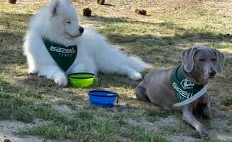 Bryan P.'s photo of camping with pets at Hurkey Creek Park near Mountain Center, CA