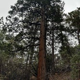 Review photo of Idyllwild Campground — Mount San Jacinto State Park by Christian M., November 29, 2023