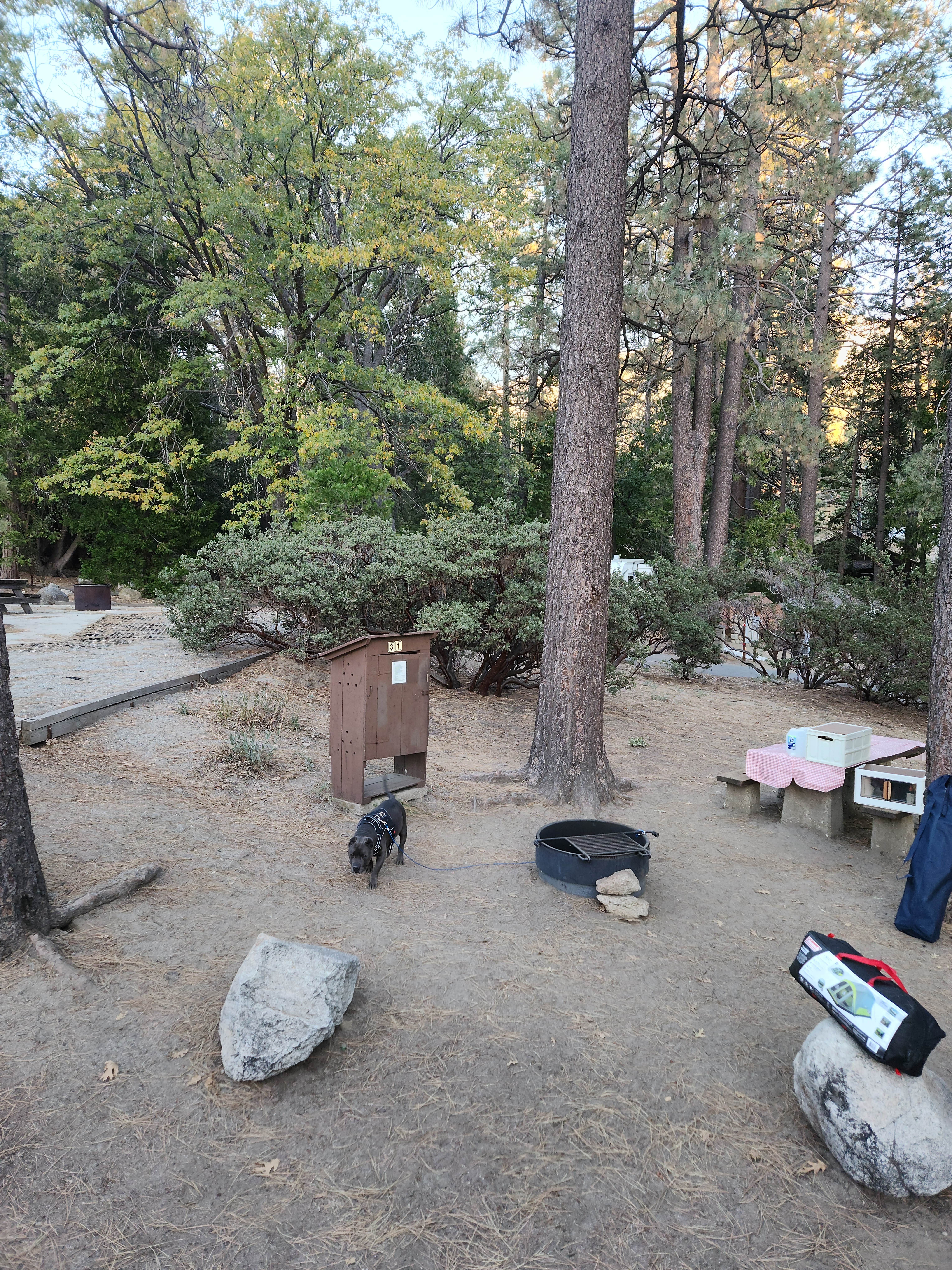 OldskoolEG6 X.'s photo of camping with pets at Idyllwild Campground — Mount San Jacinto State Park near Idyllwild, CA