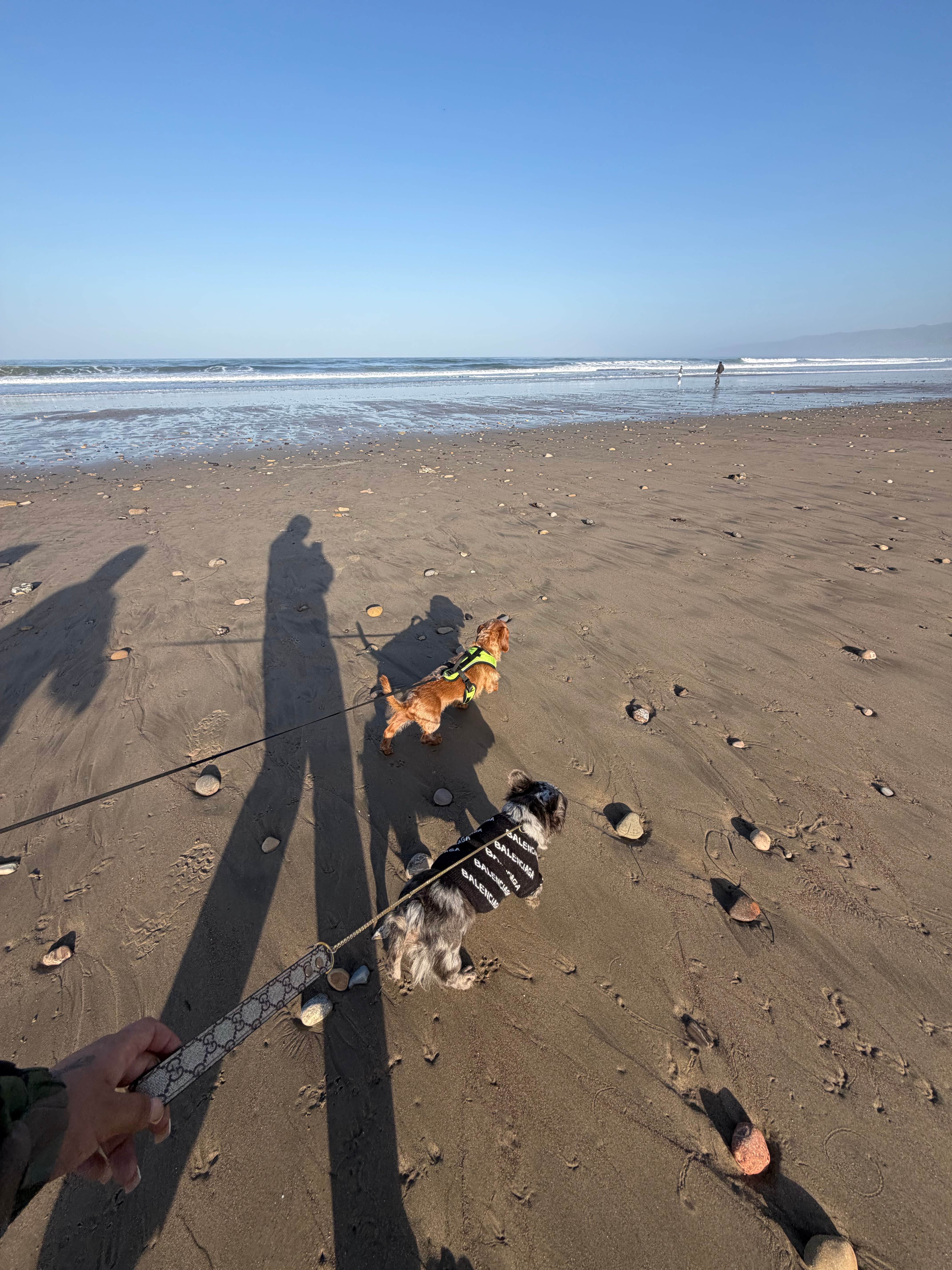 accalia F.'s photo of camping with pets at Jalama Beach County Park near Buellton, CA