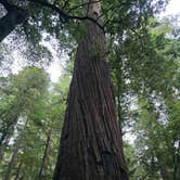Review photo of Jedidiah Smith Campground — Redwood National Park by Amanda V., September 23, 2025