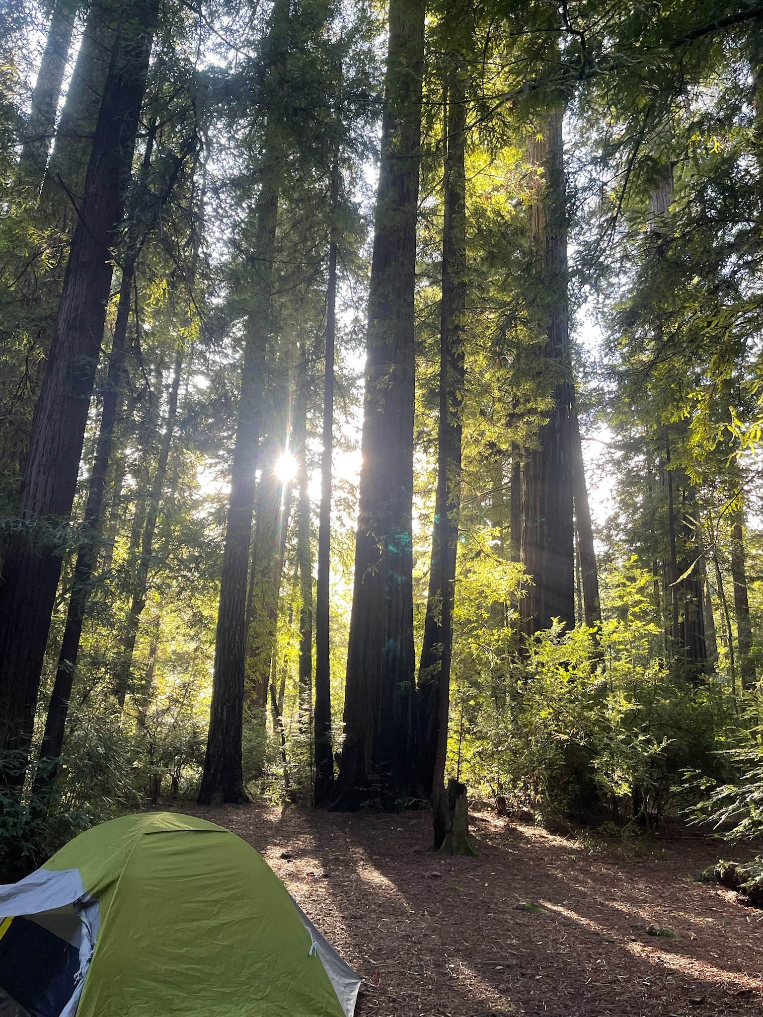 Bella H.'s photo at Jedidiah Smith Campground — Redwood National Park near Smith River, CA