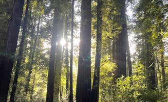 Bella H.'s photo at Jedidiah Smith Campground — Redwood National Park near Smith River, CA