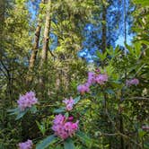 Review photo of Jedediah Smith Redwoods State Park Campground by Joletta B., June 9, 2026