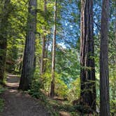Review photo of Jedediah Smith Redwoods State Park Campground by Joletta B., June 9, 2026