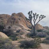Review photo of Jumbo Rocks Campground — Joshua Tree National Park by Ursula , February 13, 2026
