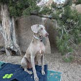 Review photo of Jumbo Rocks Campground — Joshua Tree National Park by Julie F., May 11, 2026