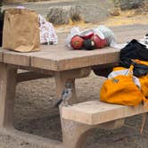 Review photo of Jumbo Rocks Campground — Joshua Tree National Park by purity G., June 24, 2026