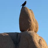 Review photo of Jumbo Rocks Campground — Joshua Tree National Park by Diane M., January 25, 2025