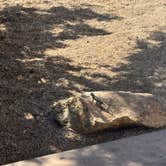 Review photo of Jumbo Rocks Campground — Joshua Tree National Park by purity G., June 24, 2026
