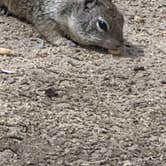 Review photo of Keysville South Recreation Site by Chrissy K., June 9, 2026