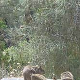 Review photo of Keysville South Recreation Site by Chrissy K., June 9, 2026