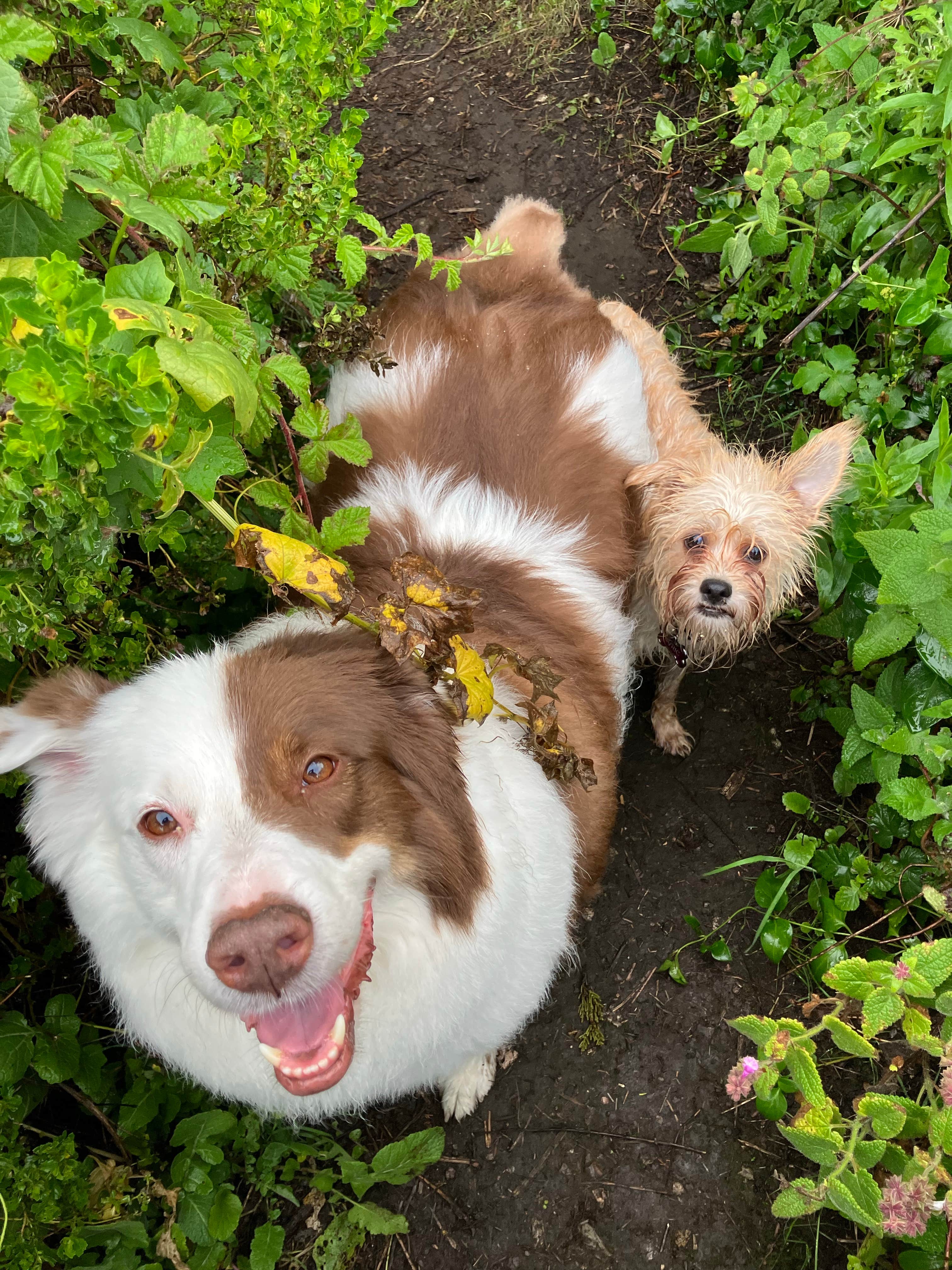 bianca B.'s photo of camping with pets at Kirk Creek Campground near Big Sur, CA