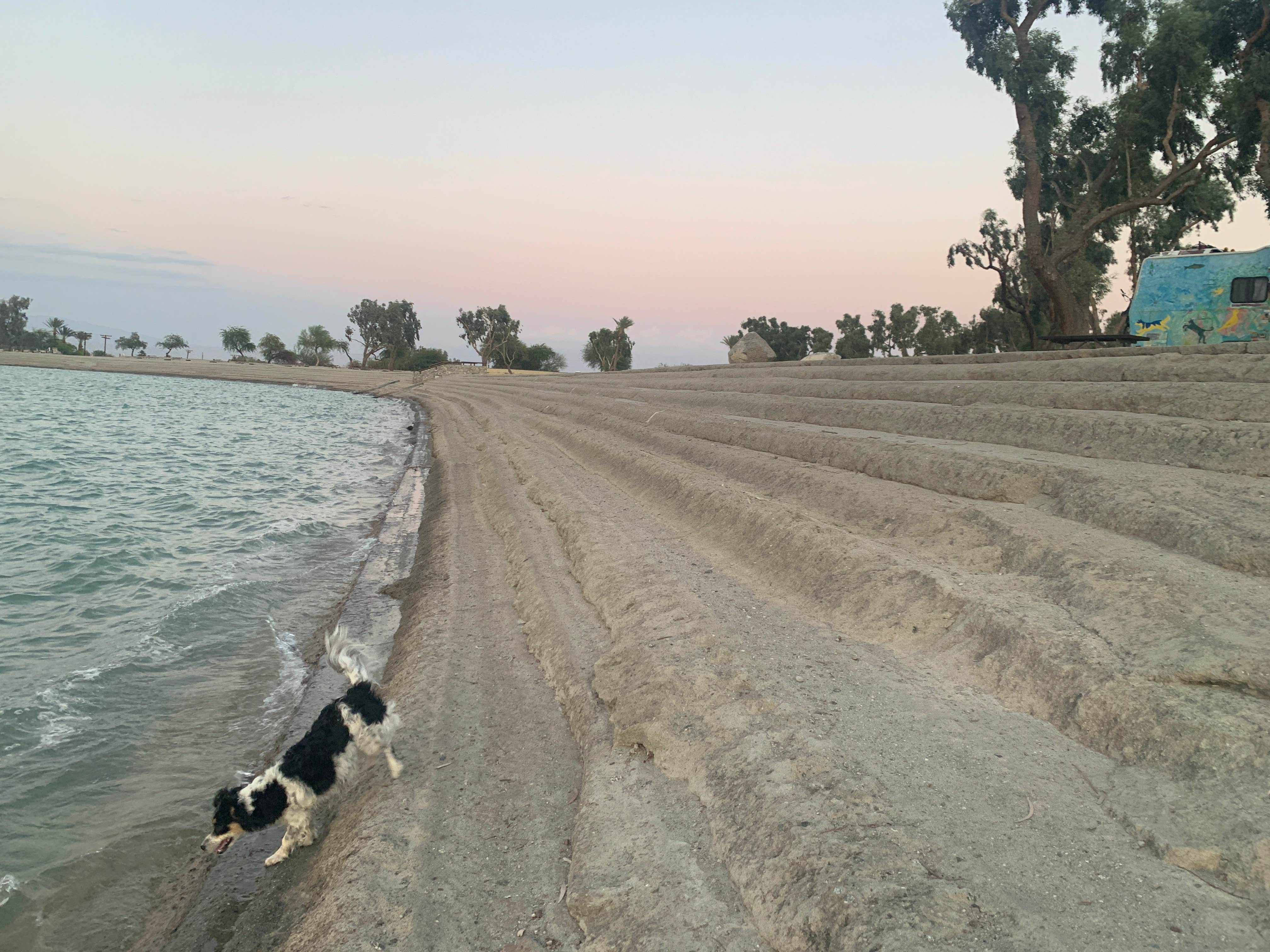 Beverley G.'s photo of camping with pets at Lake Cahuilla near Indio, CA