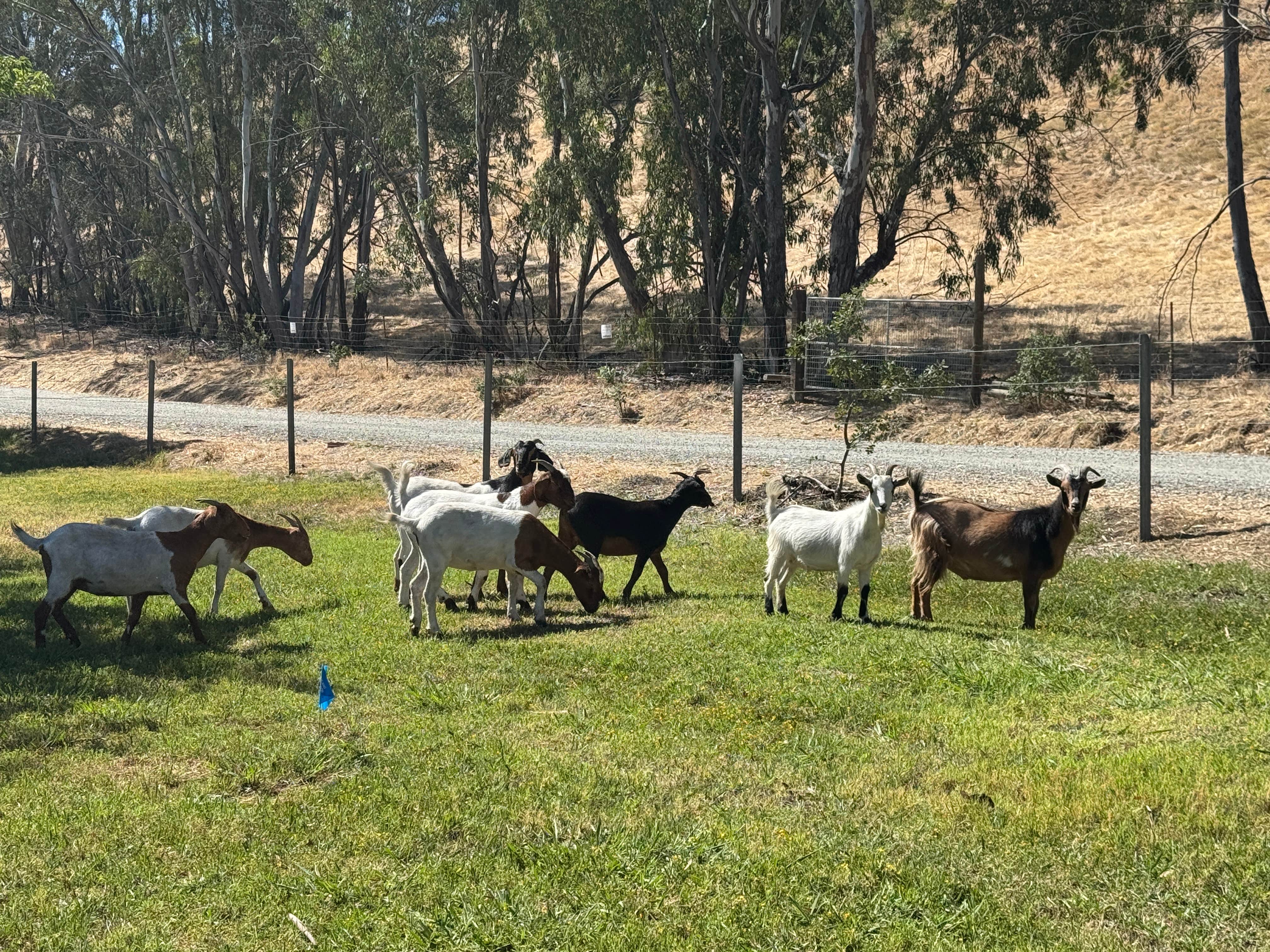 Camper-submitted photo at Lake Solano County Park near Fairfield, CA