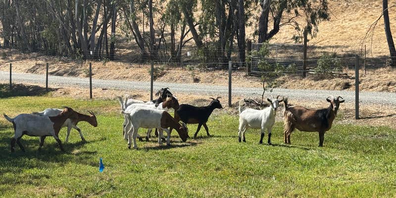 Camper submitted image from Lake Solano County Park