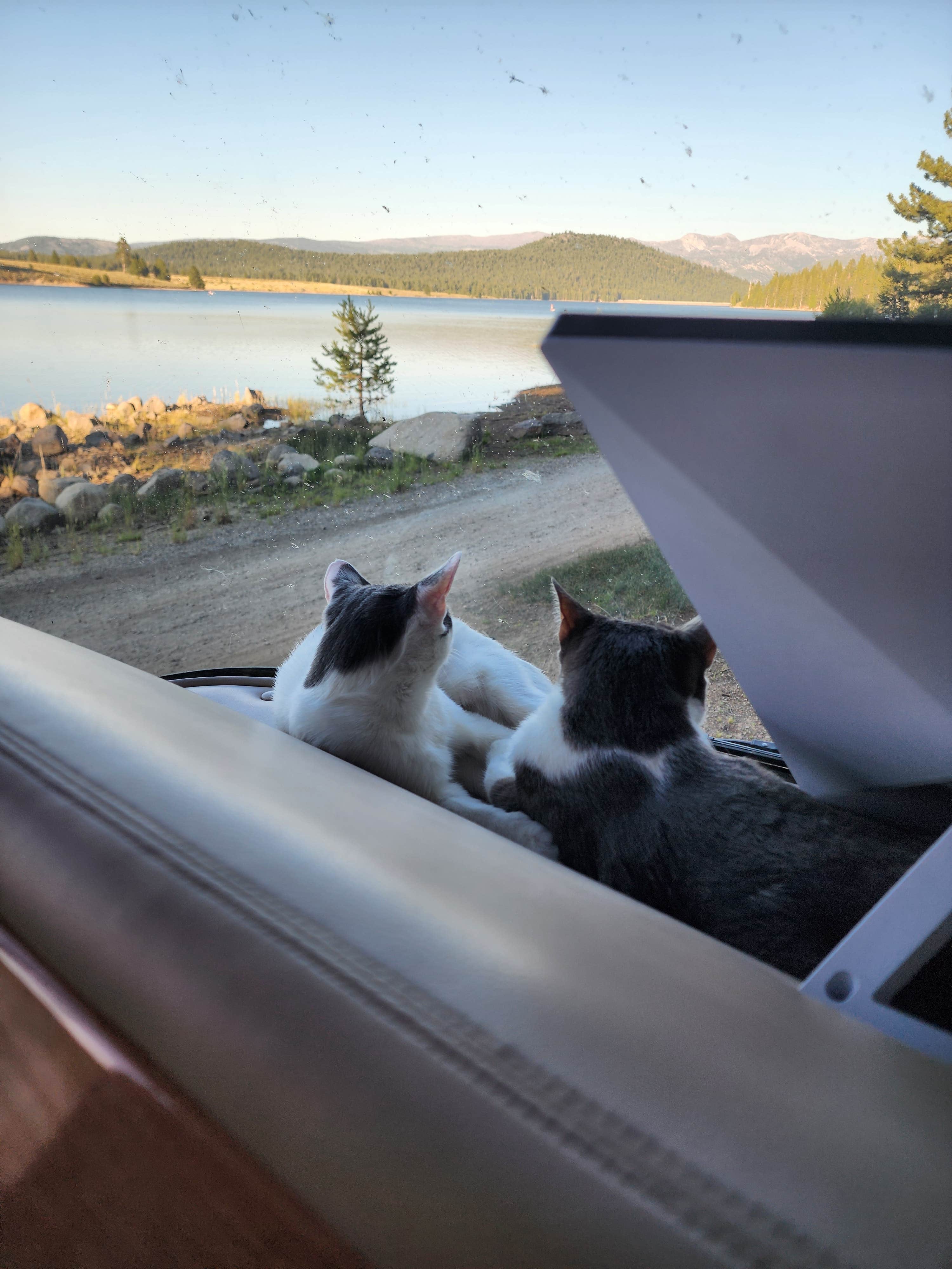 Rich R.'s photo of camping with pets at Lakeside (truckee) near Norden, CA