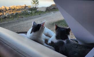 Rich R.'s photo of camping with pets at Lakeside (truckee) near Kings Beach, CA