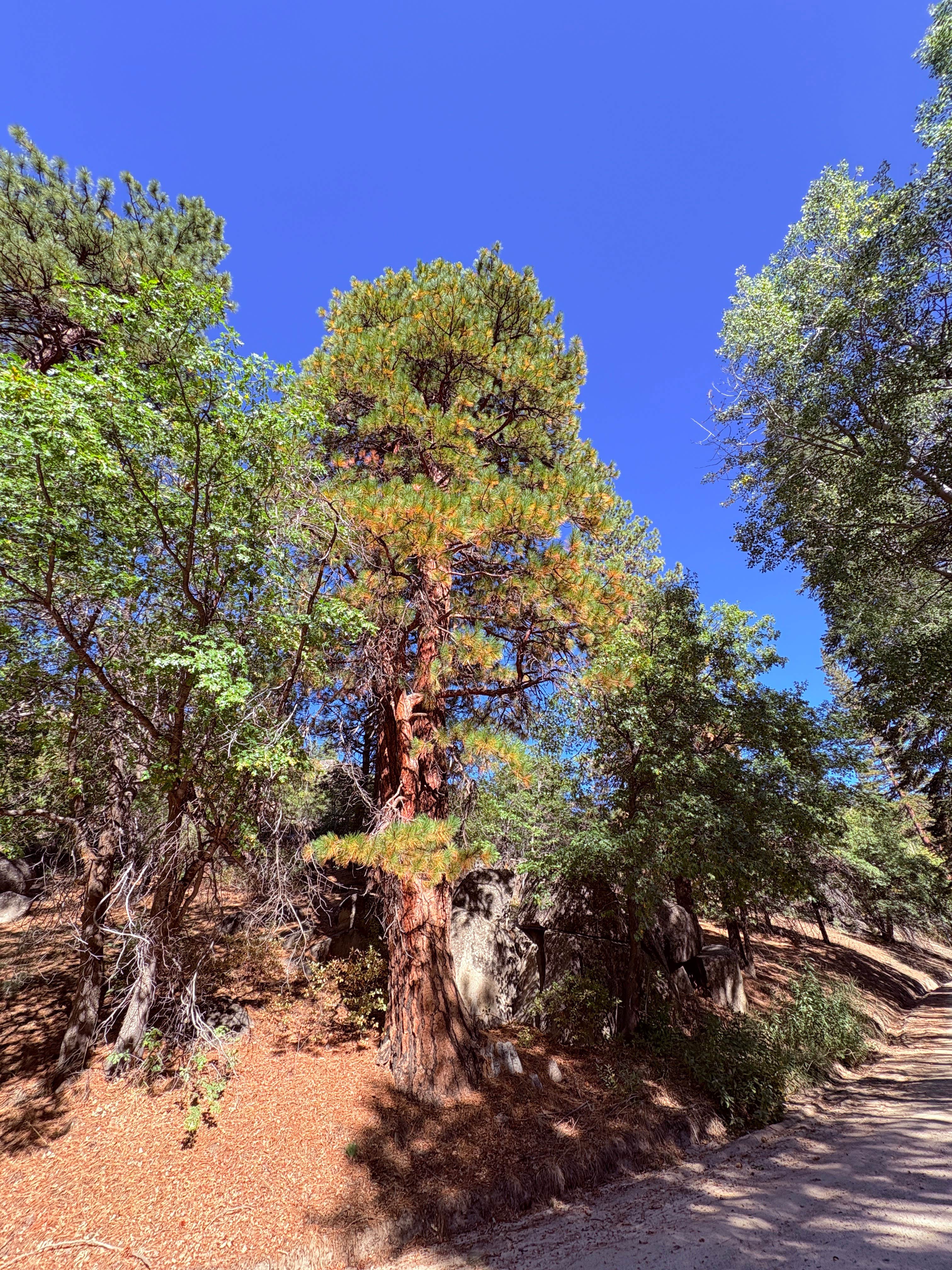 Camper-submitted photo at Laufman Campground near Doyle, CA