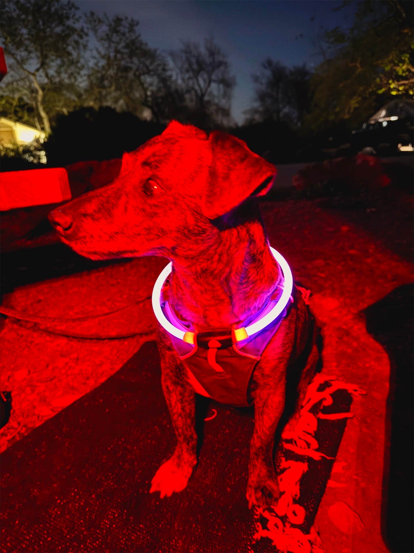 Abigail L.'s photo of camping with pets at Canyon Campground — Leo Carrillo State Park Campground near Los Angeles, CA
