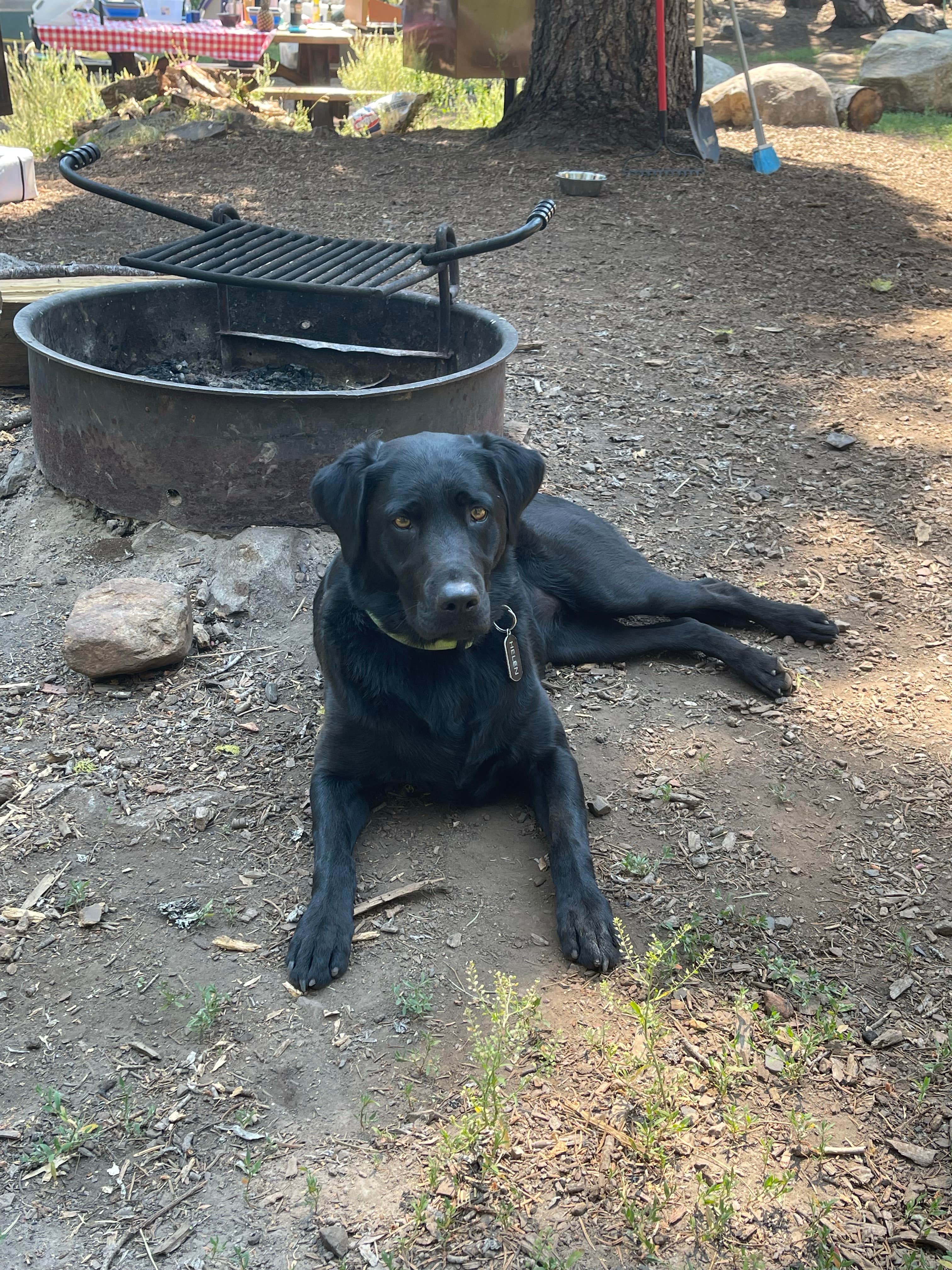 Camper submitted image from Lindsey Lake Campground - 4