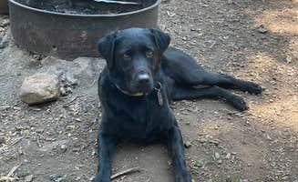 Rebecca J.'s photo of camping with pets at Lindsey Lake Campground near Downieville, CA
