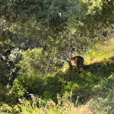 Review photo of Lopez Lake Recreation Area by Jeremy F., June 27, 2024