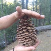 Review photo of Lost Creek Campground — Lassen Volcanic National Park by Starseed P., February 1, 2025