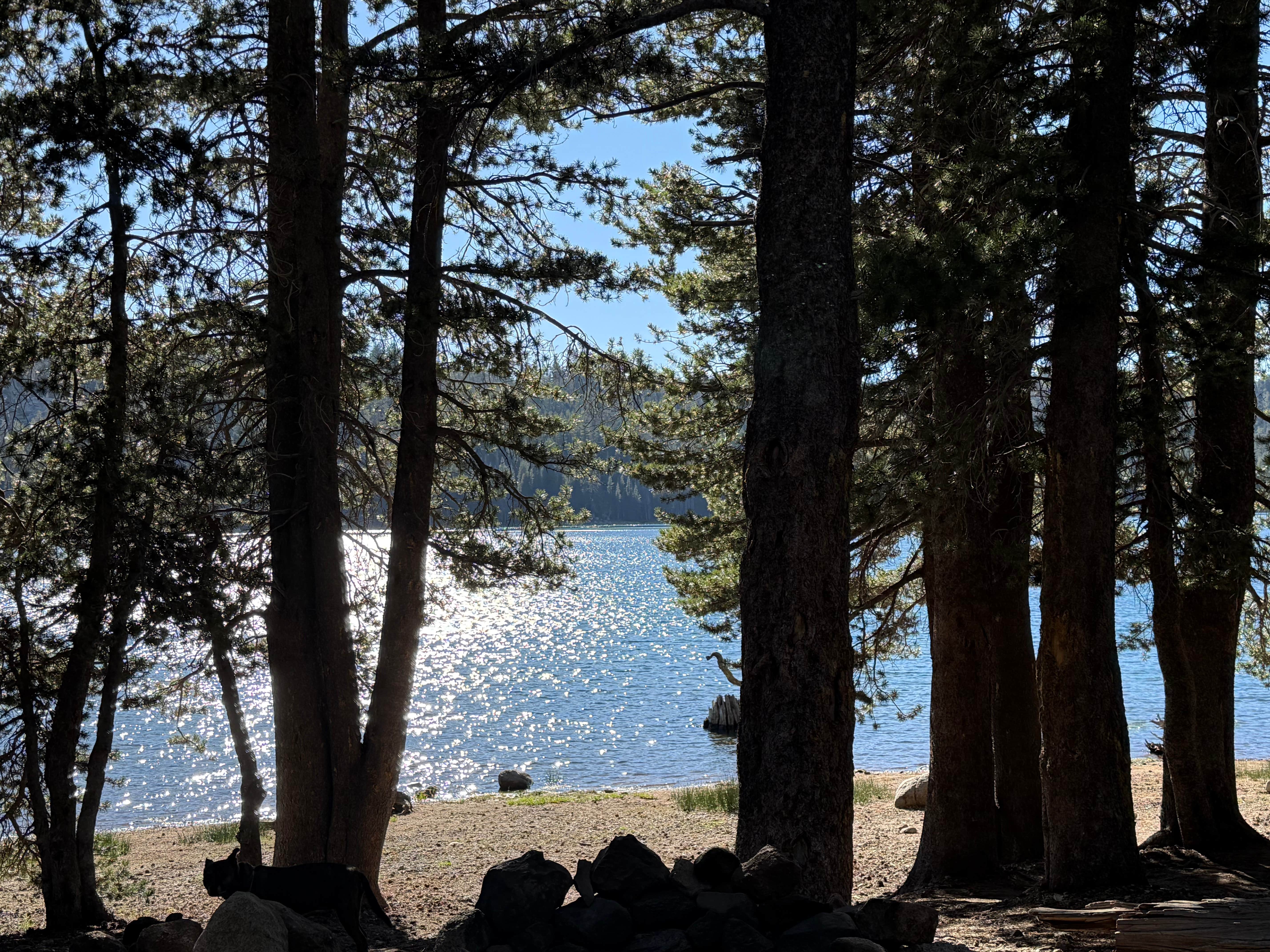 Alivia M.'s photo of camping with pets at Lower Blue Lake Campground near Bear Valley, CA