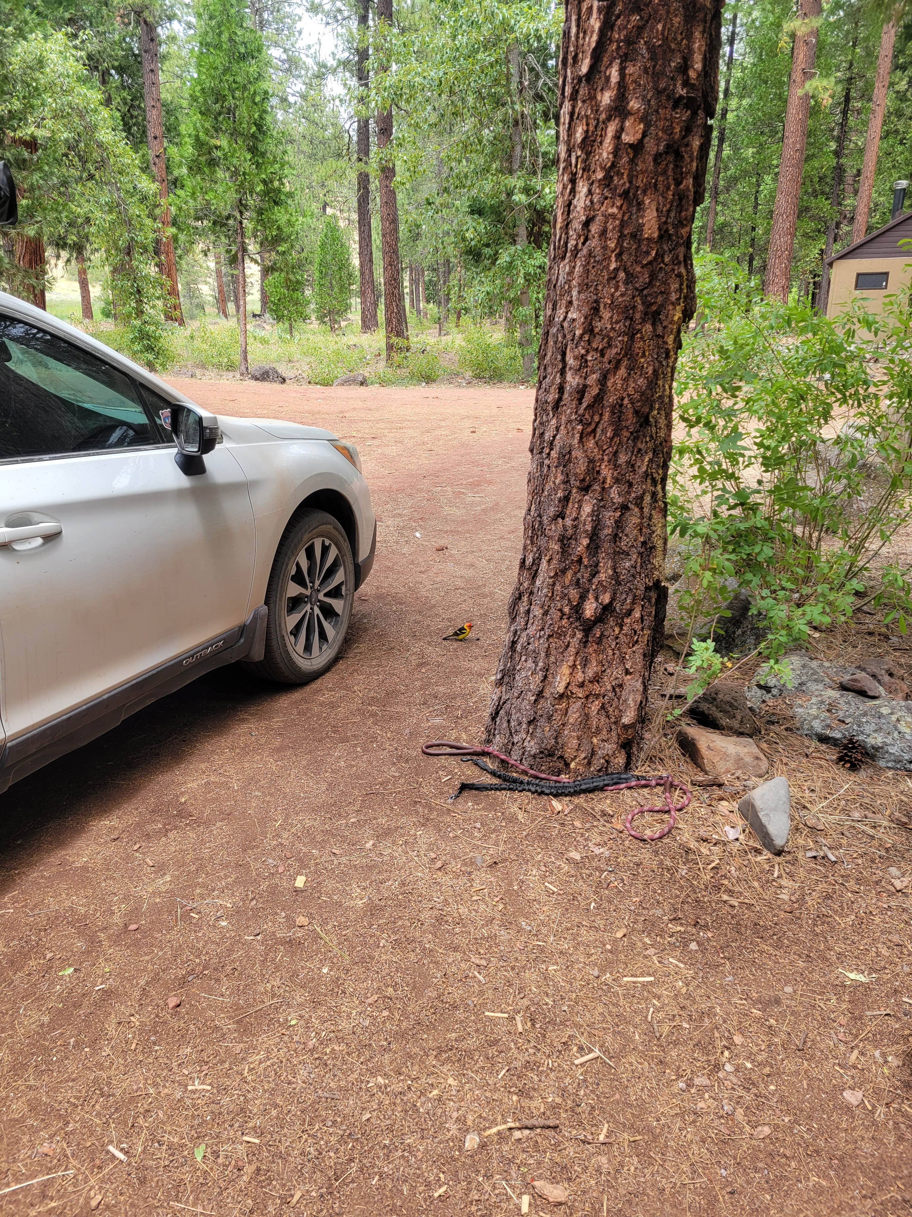 Camper-submitted photo at Lower Rush Creek Campground near Davis Creek, CA