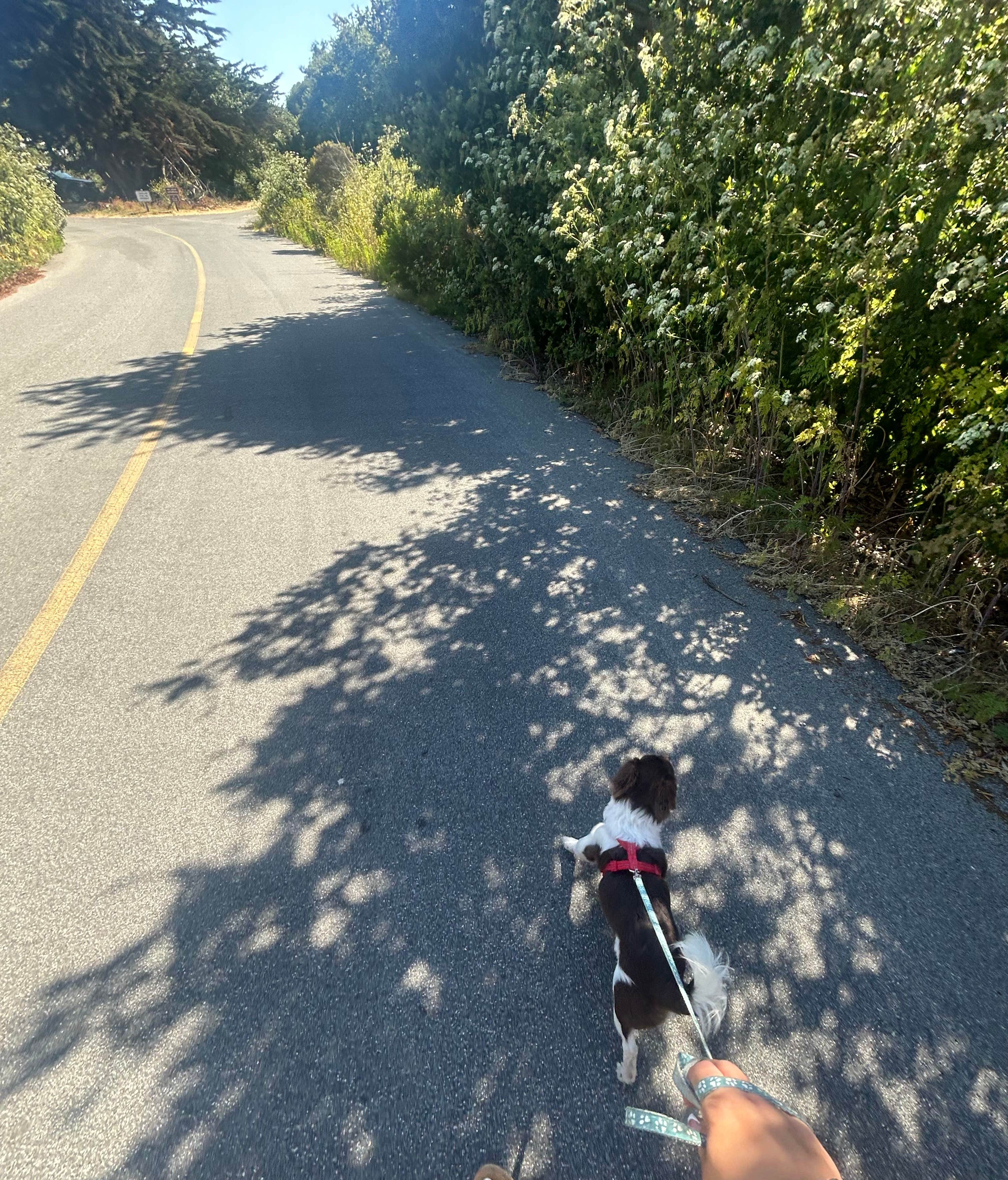Laura D.'s photo of camping with pets at Manresa State Beach Campground near Monterey, CA