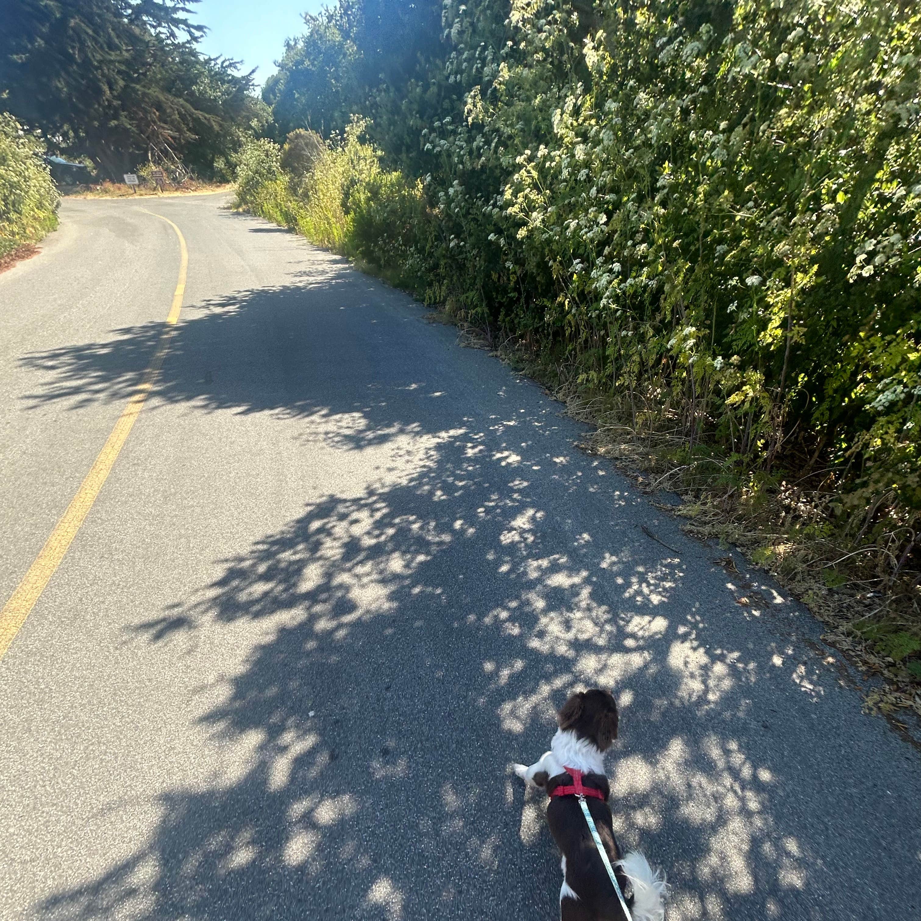 Manresa State Beach Campground | Freedom, California