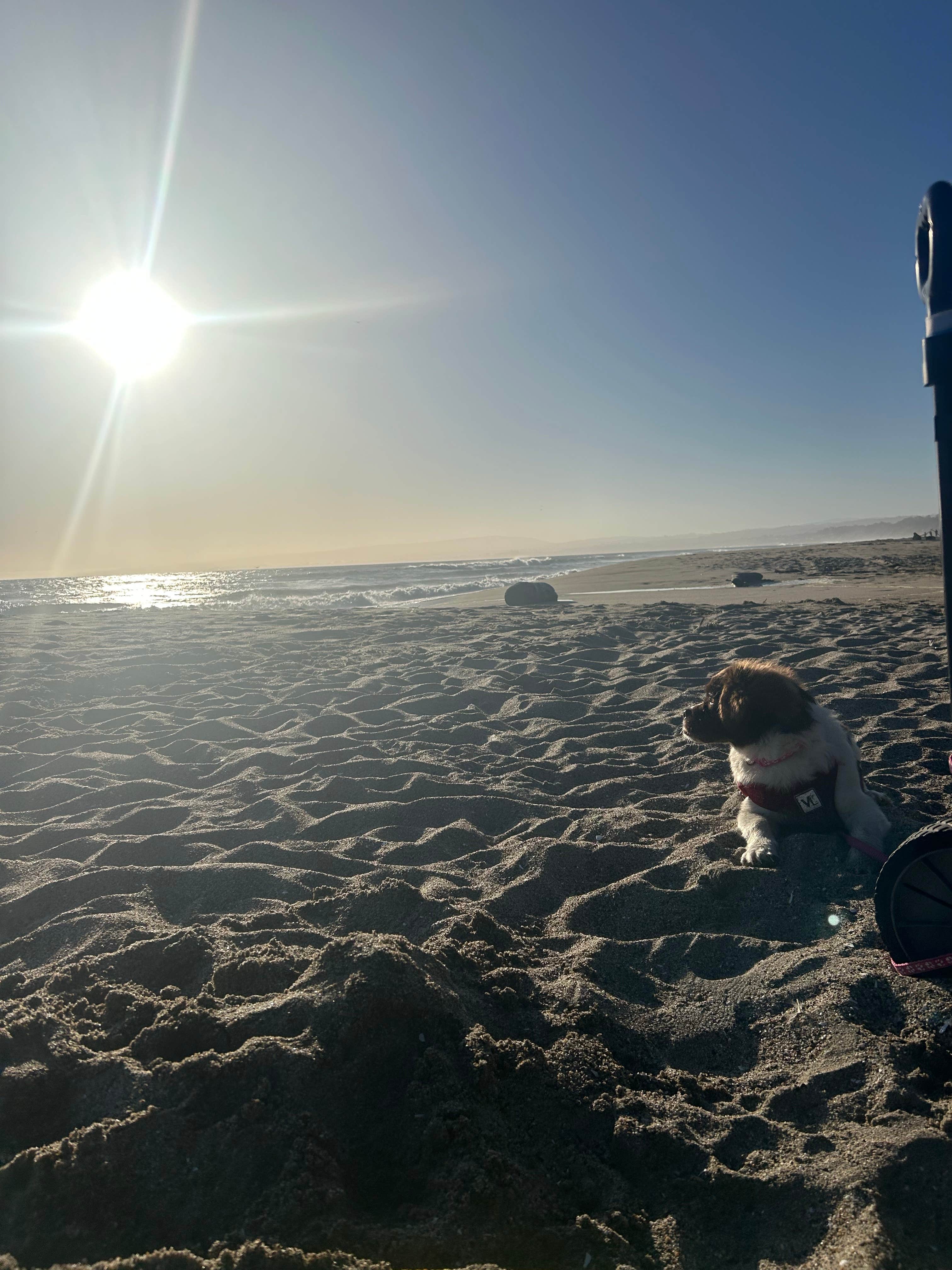 Laura D.'s photo of camping with pets at Manresa State Beach Campground near Aptos, CA