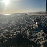 Review photo of Manresa State Beach Campground by Laura D., July 6, 2024