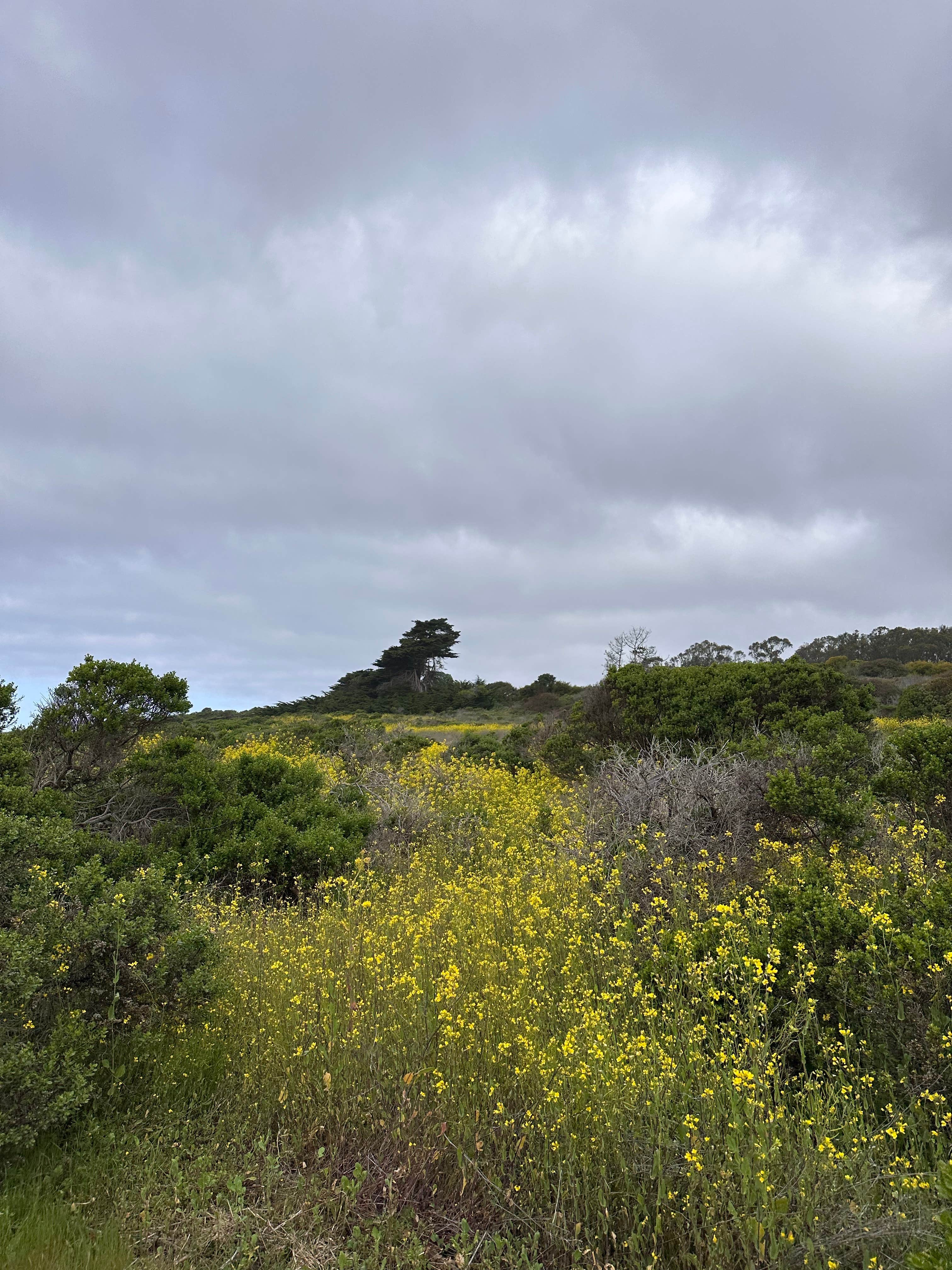 Camper-submitted photo at Manresa State Beach Campground near Moss Landing, CA
