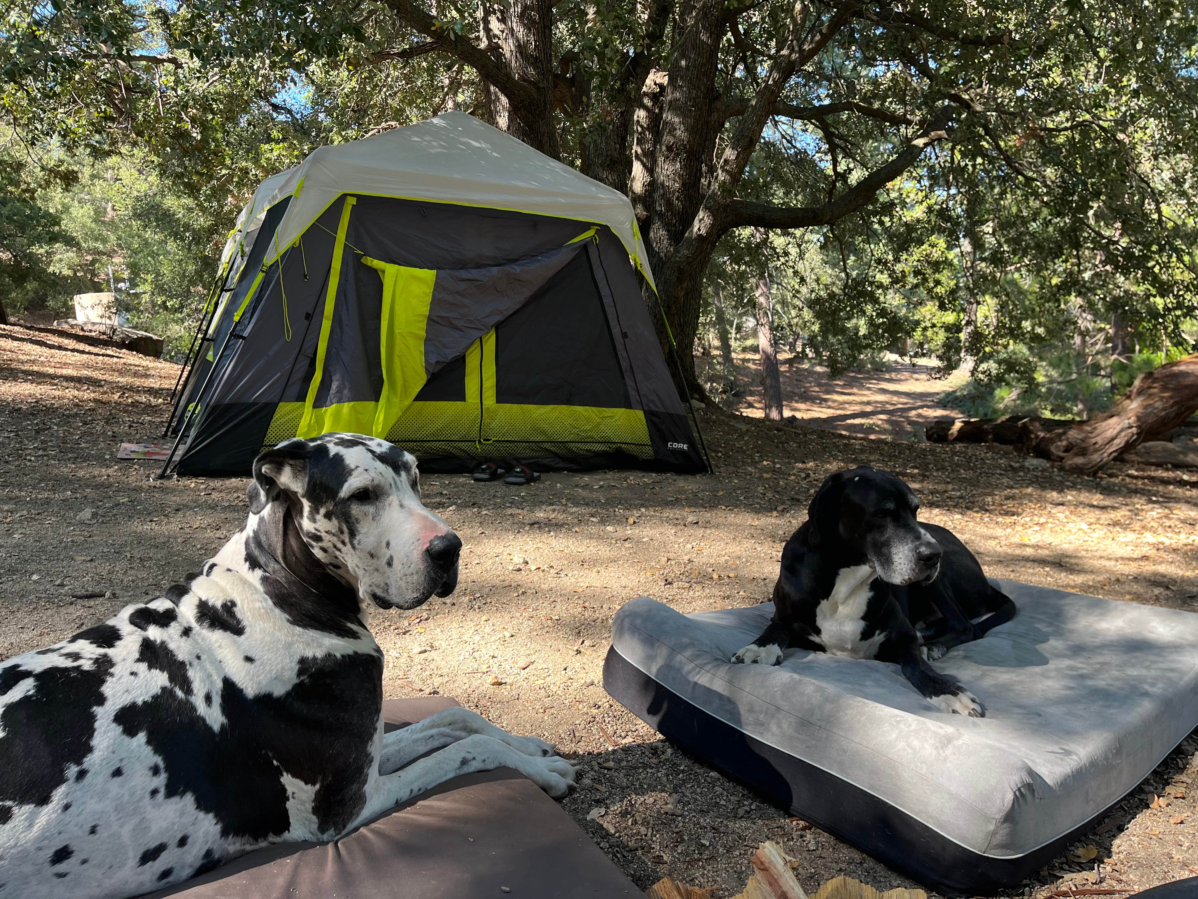 Jody R.'s photo of camping with pets at Marion Mountain near Idyllwild, CA