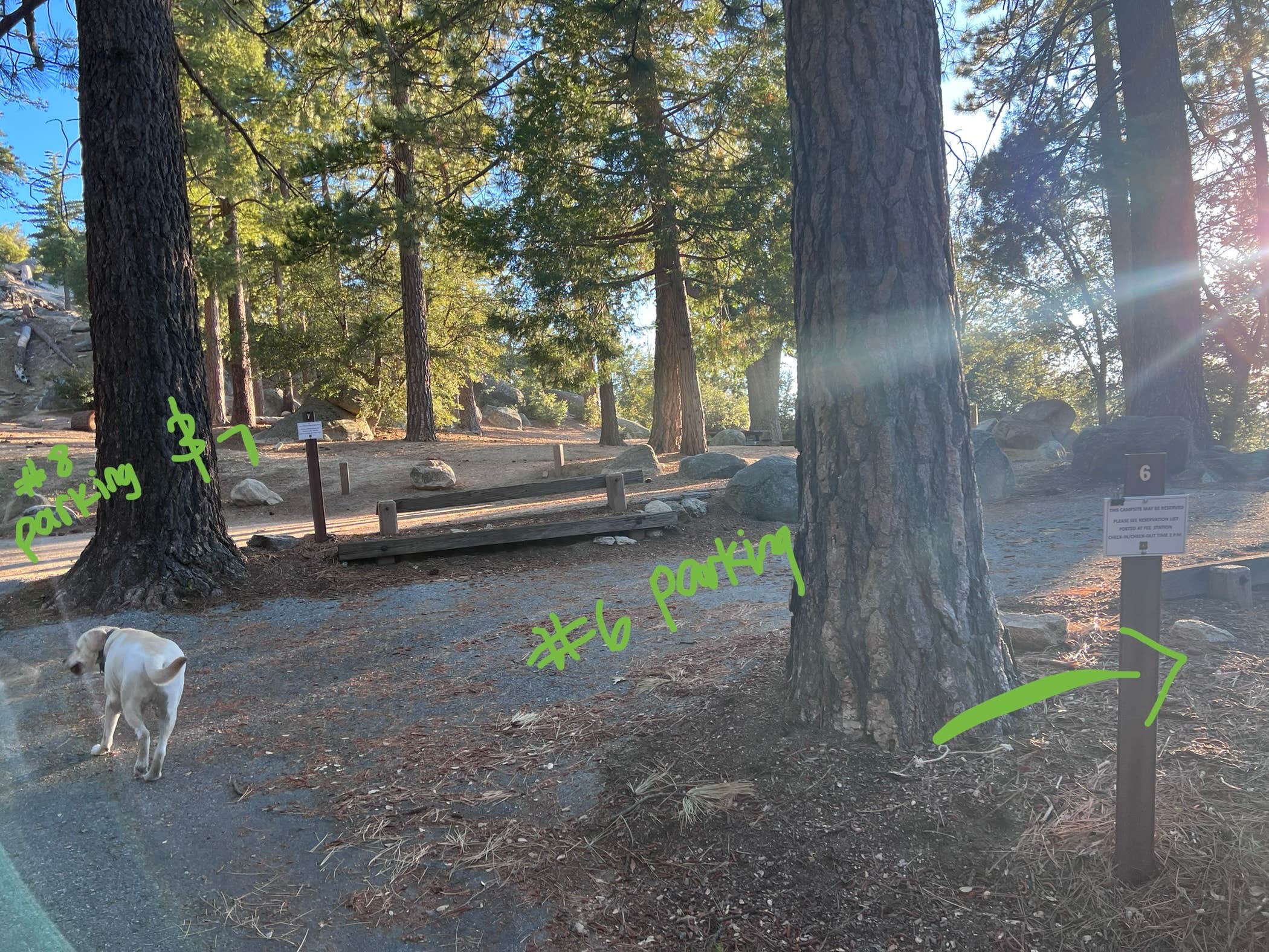 Brittany N.'s photo of camping with pets at Marion Mountain near Idyllwild, CA