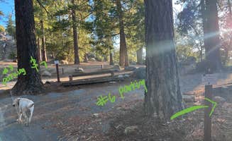 Brittany N.'s photo of camping with pets at Marion Mountain near Mountain Center, CA