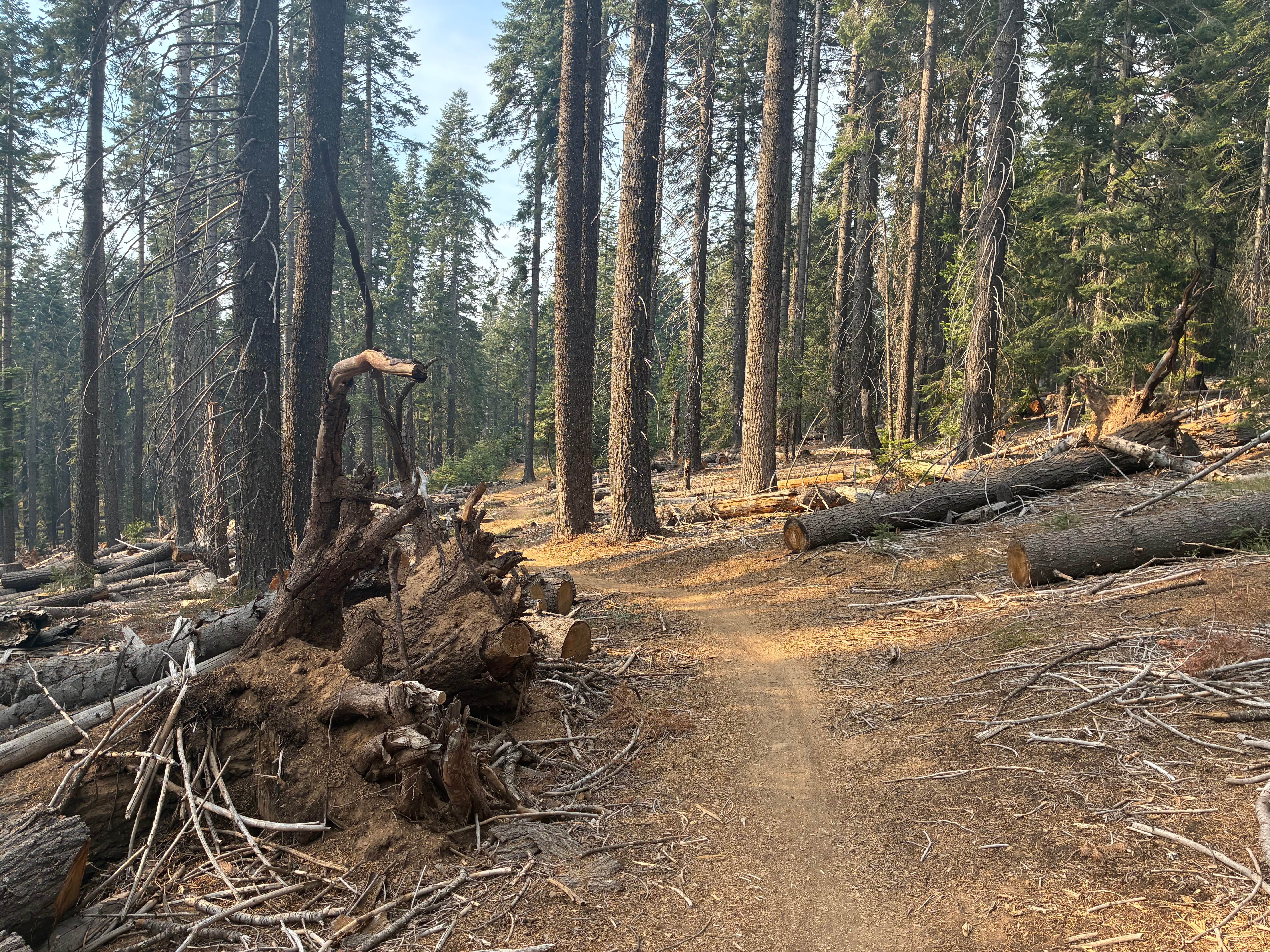 Camper-submitted photo at Mcbride Springs Campground near Mount Shasta, CA