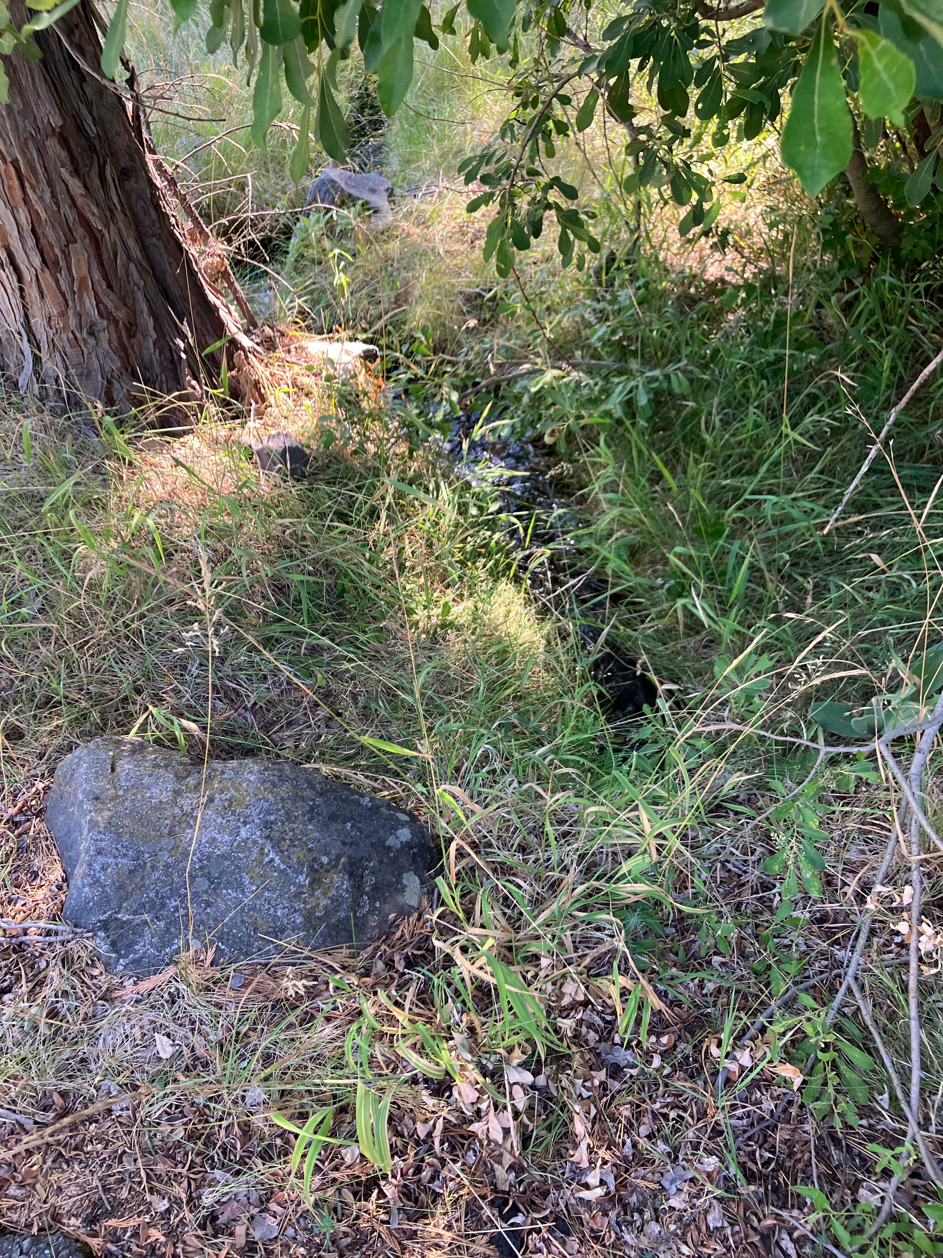 Camper-submitted photo at Mcbride Springs Campground near Mount Shasta, CA