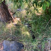 Review photo of Mcbride Springs Campground by Beth L., August 13, 2026