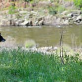 Review photo of McCabe Flat Campground by LILI P., April 21, 2024