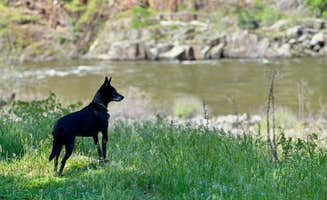 LILI P.'s photo of camping with pets at McCabe Flat Campground near Yosemite Valley, CA