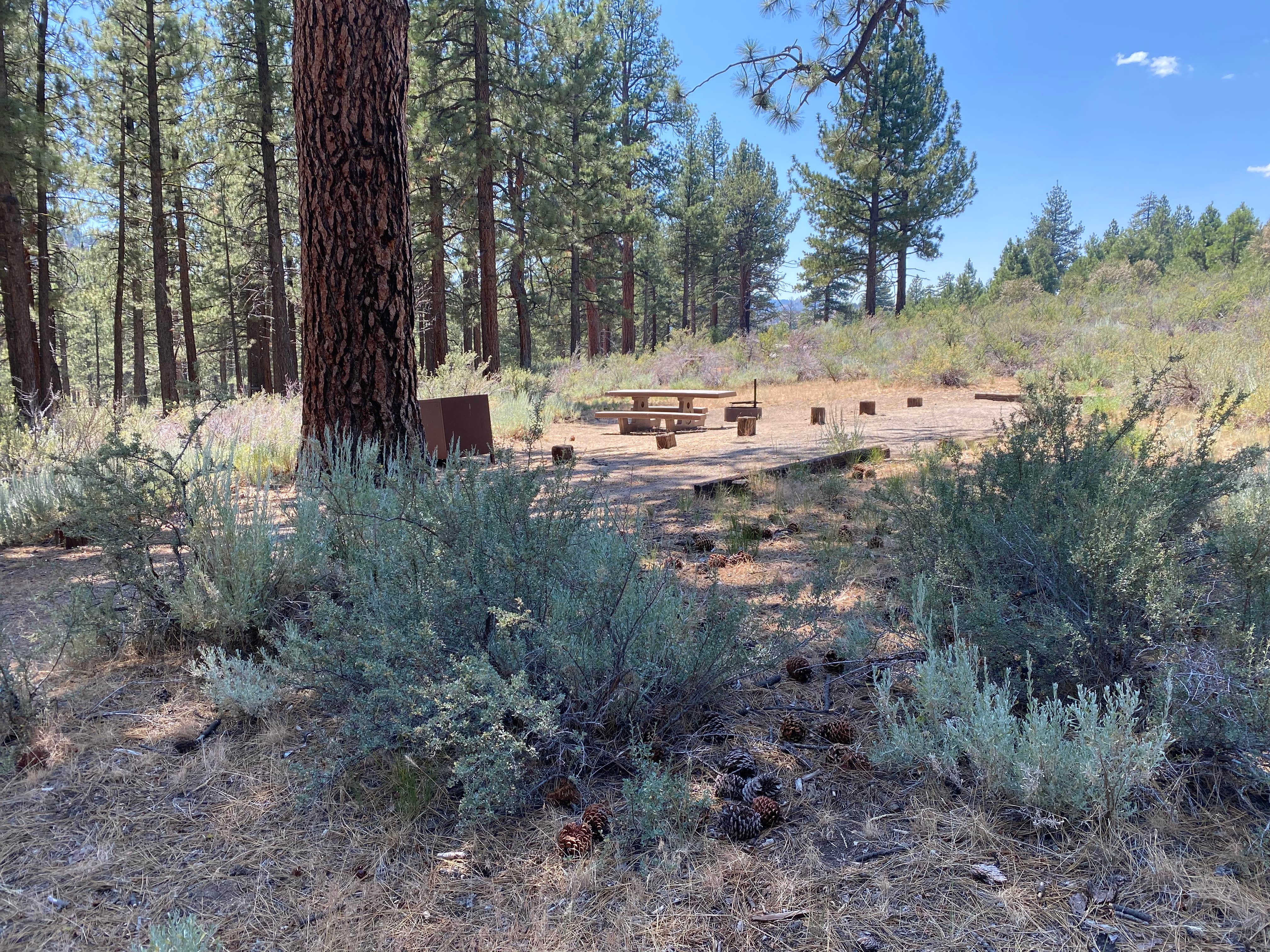 Patricia N.'s photo of camping with pets at Meadow View Equestrian Campground near Susanville, CA
