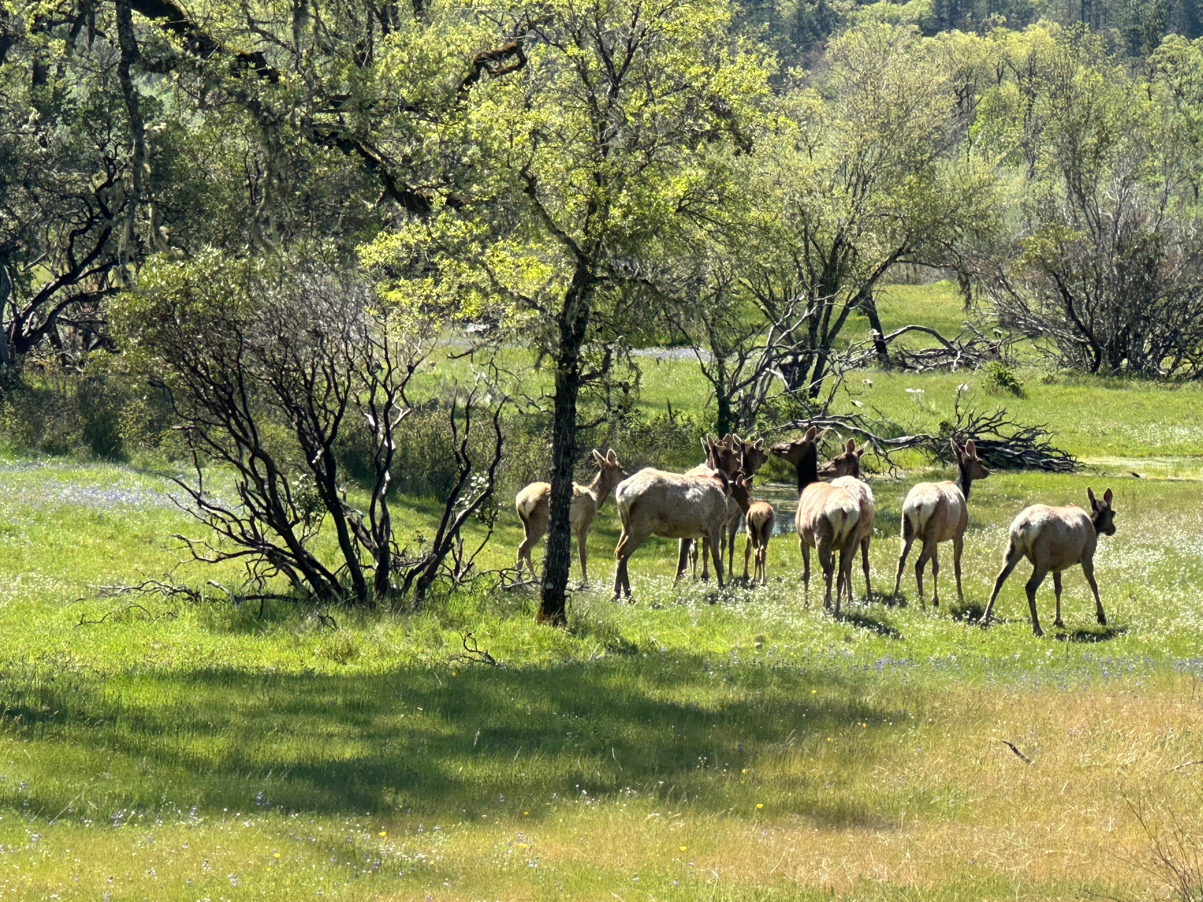 Camping near BLM Goat Rock Campground: Middle Creek Campground, Upper Lake, California