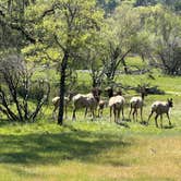 Review photo of Middle Creek Campground by Michi P., April 24, 2025