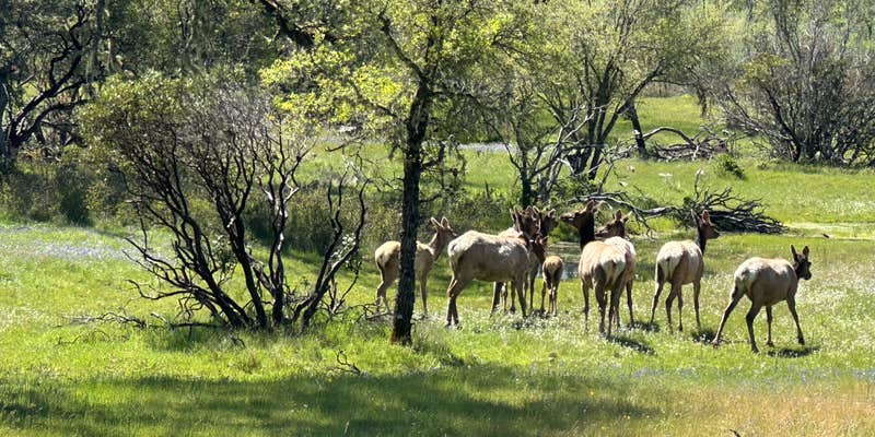 Camper submitted image from Middle Creek Campground